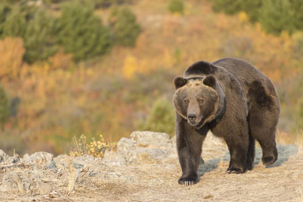 Grizzly Bear (Ursus Arctos Horriblis) - strongest fighter - can lift twice its own weight