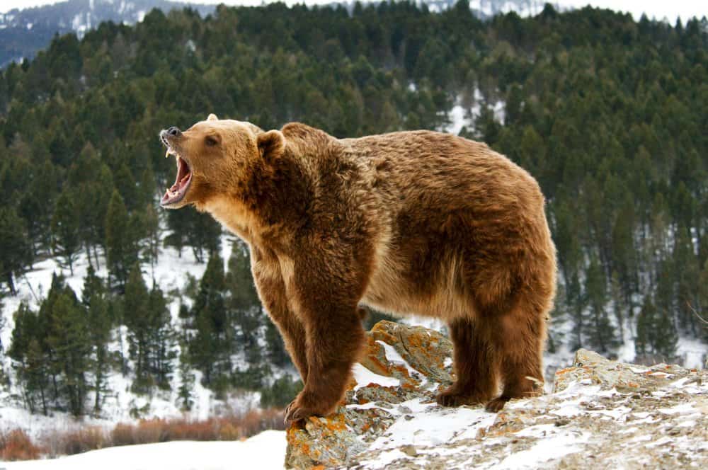 Oso grizzly (Ursus Arctos Horriblis) - gruñido de oso grizzly