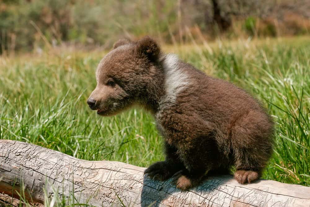 newborn grizzly bear