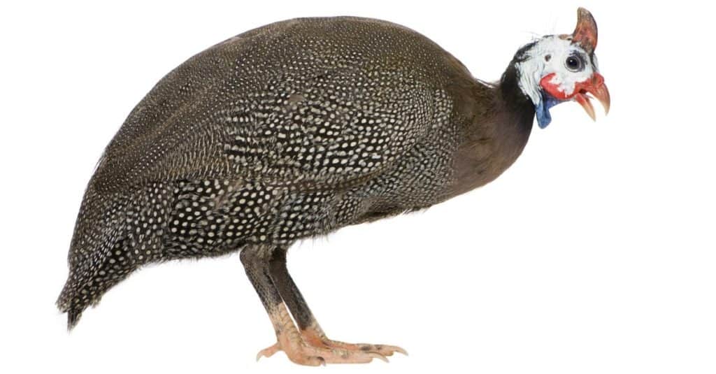 Guinea fowl isolated on white background