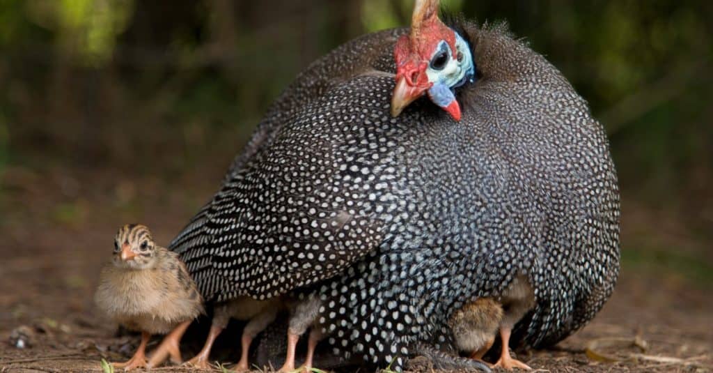 Guinea fowl sitting on chicks