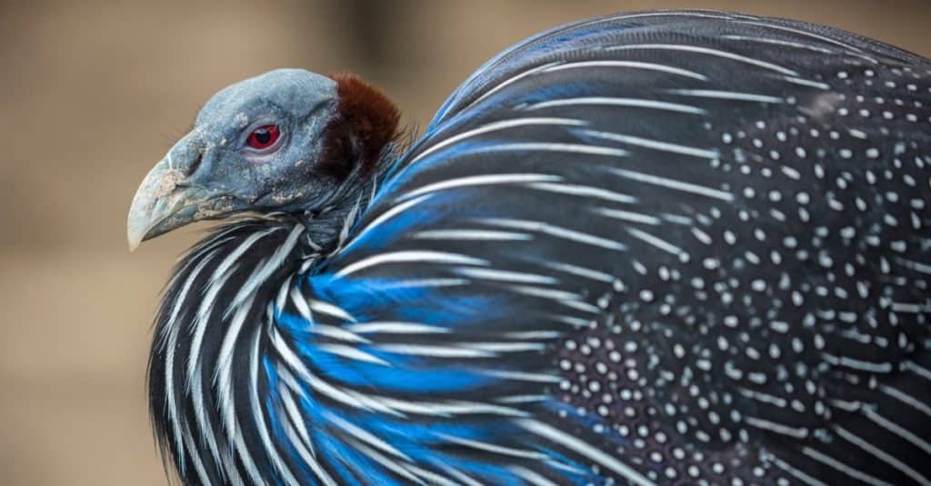 Close up of a Vulturine Guinea Fowl (Acryllium Vulturinum)
