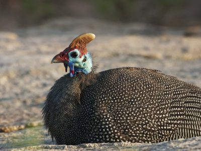 Guinea Fowl Picture