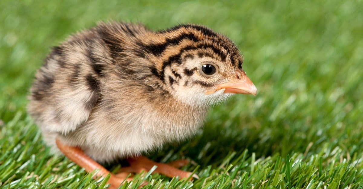 Guinea fowl chick