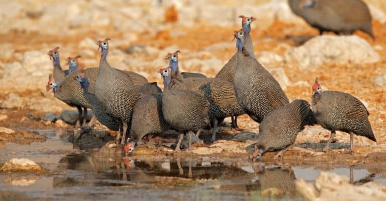 Flock of guinea fowl at water hole