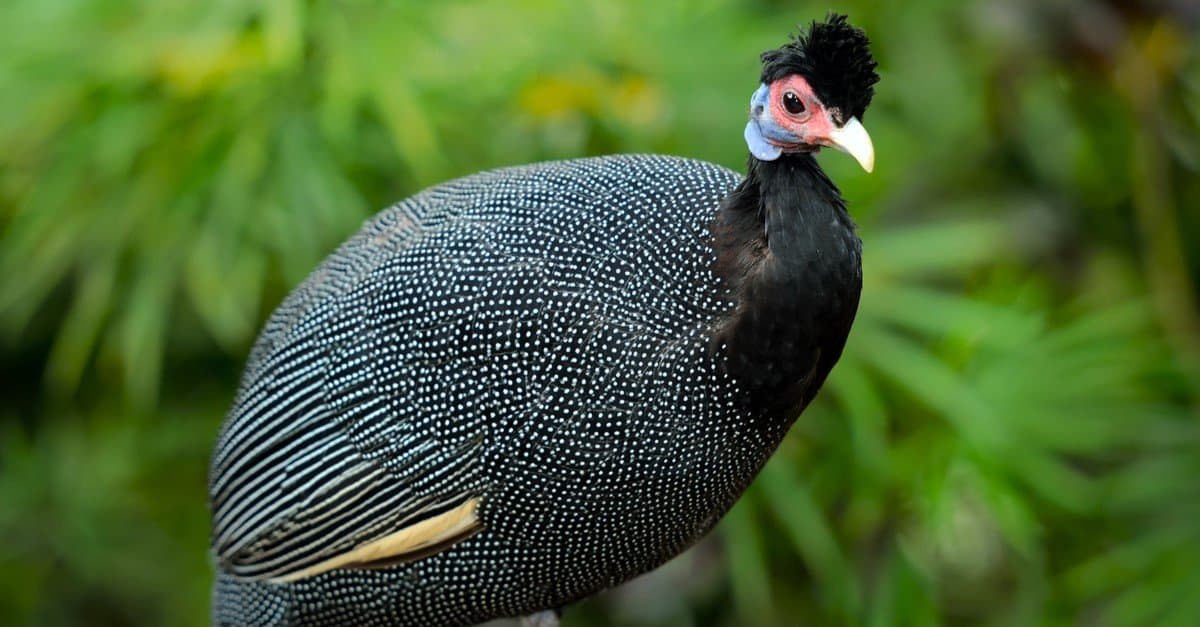 Male Vs Female Guinea Fowl What Are The Differences Wiki Point