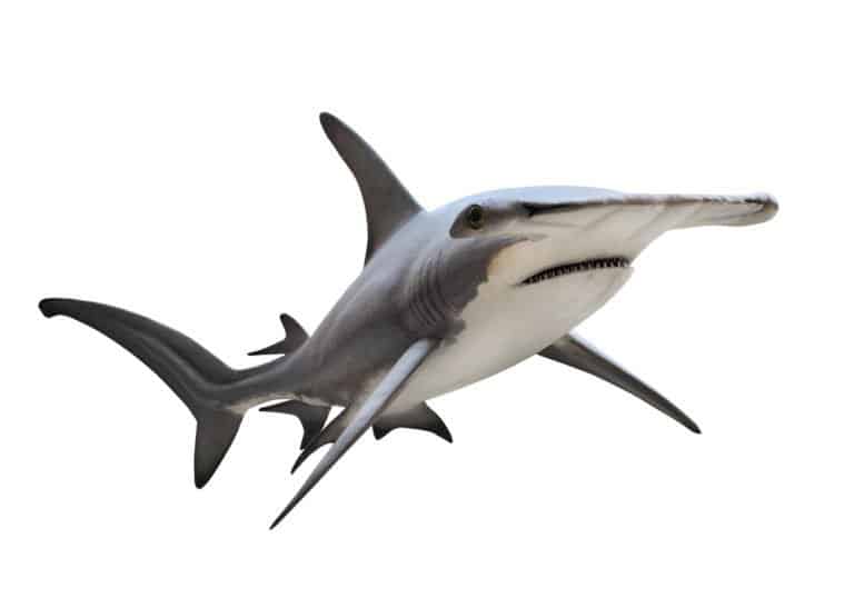 Hammerhead Shark (Sphyrna Zygaena) - against white background
