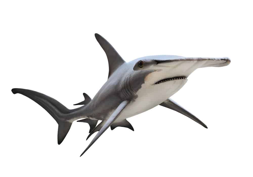 hammerhead shark background