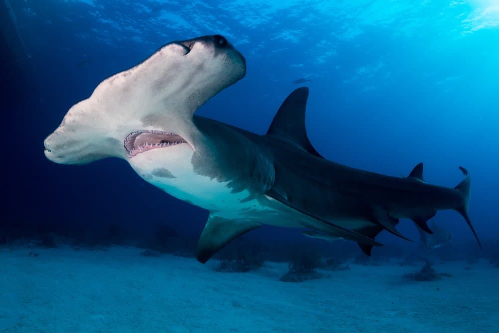 Hammerhead Shark (Sphyrna Zygaena) - swimming in ocean
