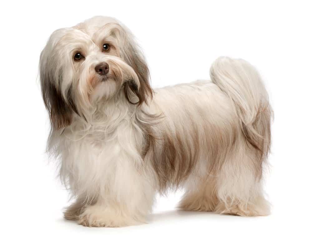 Havanese (Canis familiaris) -standing against white background