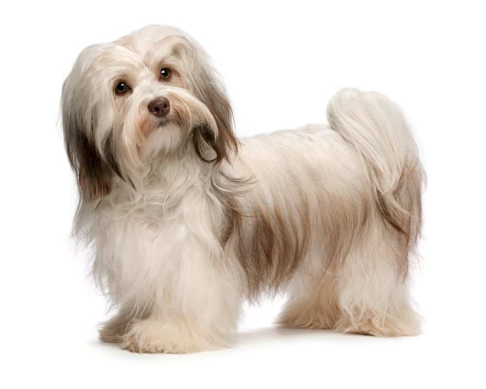 are havanese hyper dogs