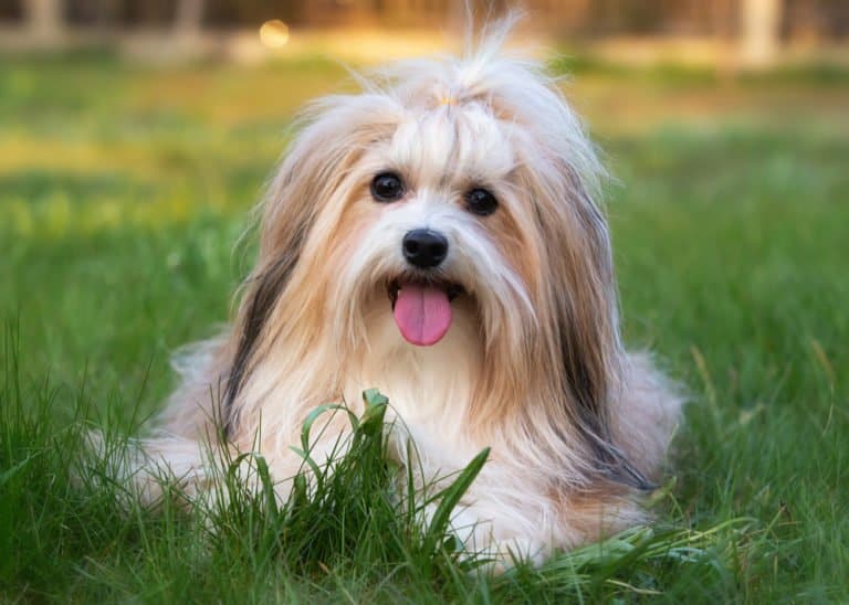 Havanese (Canis familiaris) - laying in grass