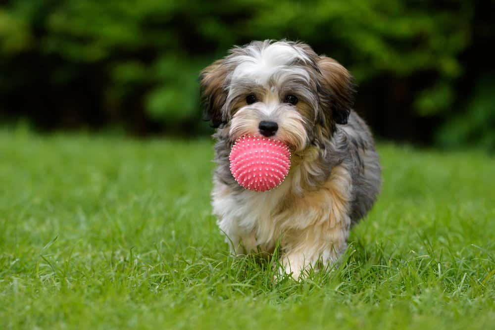 Havanese puppy standing in the grass with a ball in its mouth