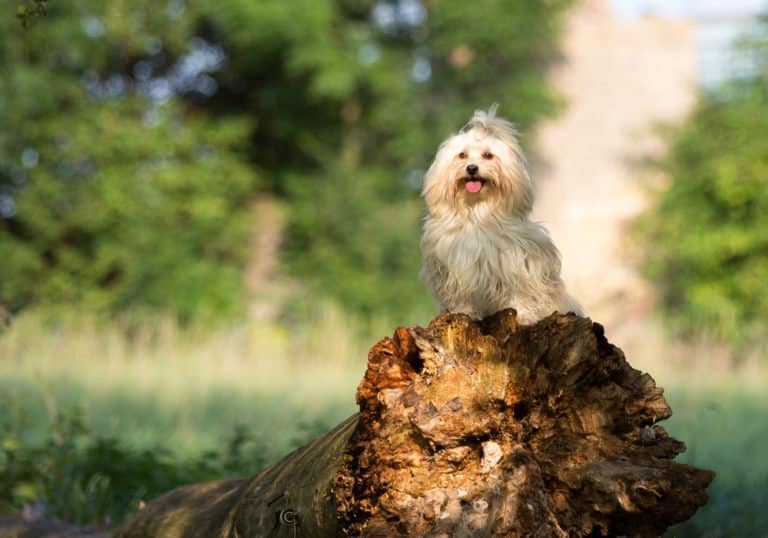 Havanese (Canis familiaris) - standing on log