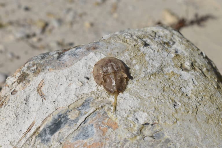 Horseshoe Crab (Limulidae) - baby on rock