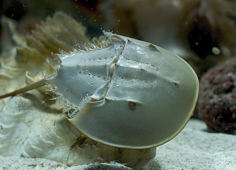 Horseshoe Crab in water