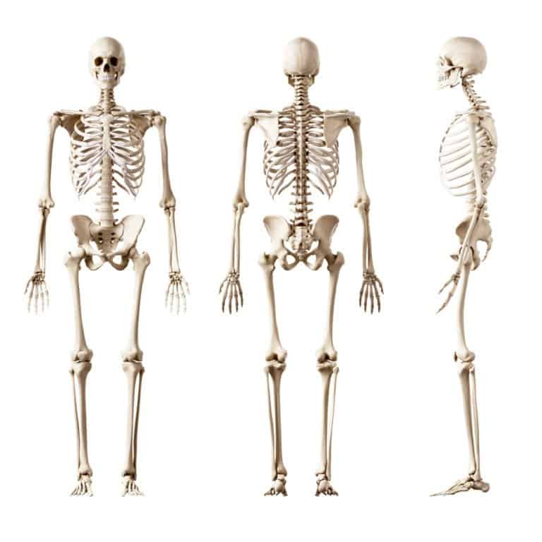 Human (Homo sapiens) - human skeleton