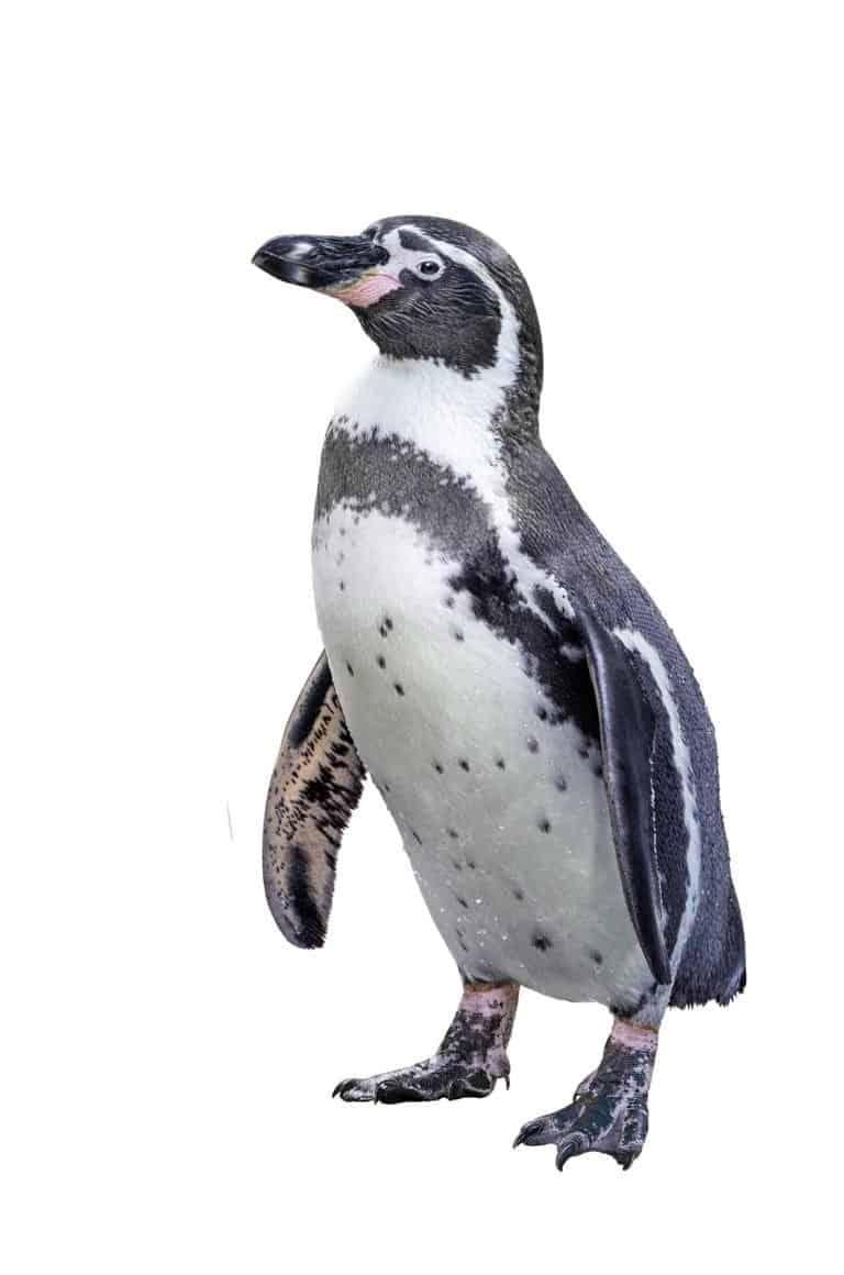 Humboldt penguin on white background
