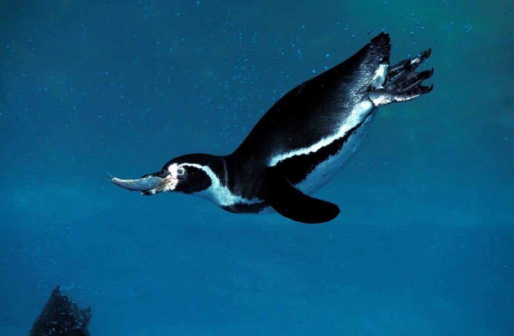 Adult Humboldt Penguin fishing, with Fish in its beak, against a background of blue water. The penguin is black on its back with a white belly. 