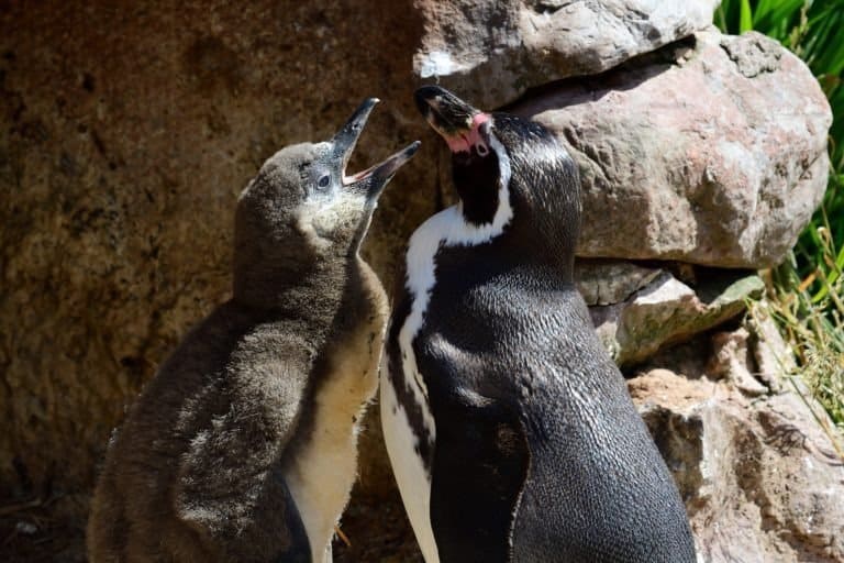 Humboldt penguin with a baby penguin