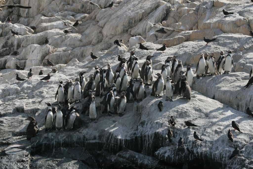 Humboldt penguins on guano island