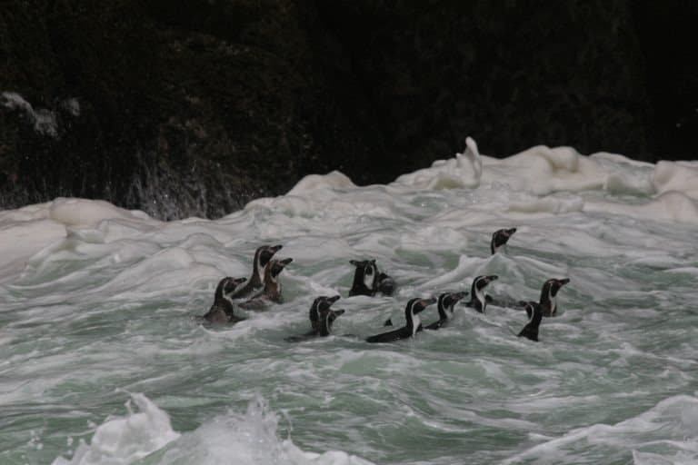 Humboldt penguins swimming in the ocean