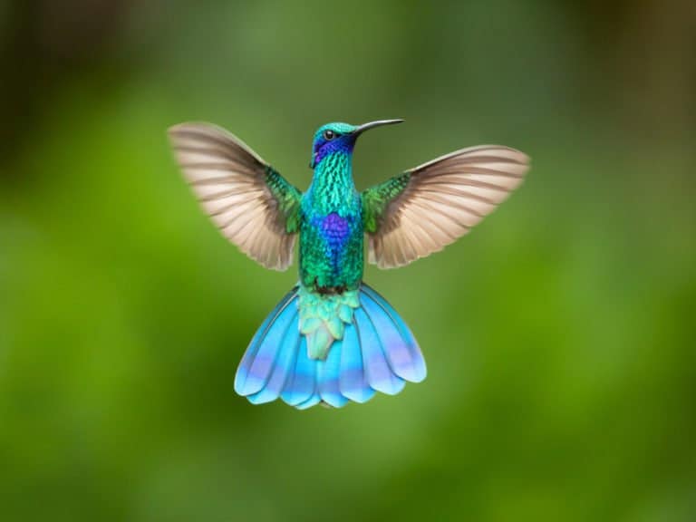 Hummingbird (Trochilidae) - in flight