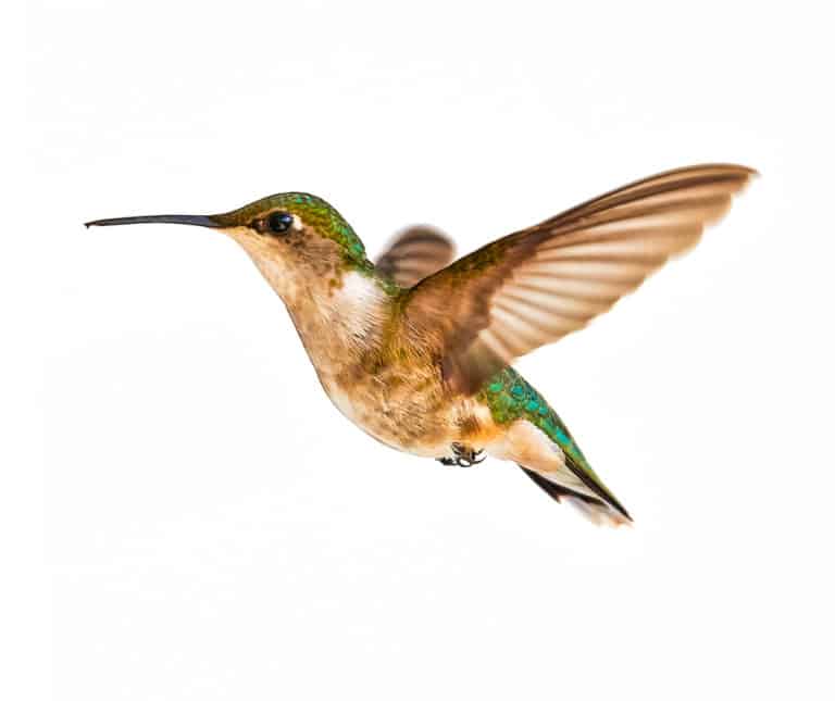 Hummingbird (Trochilidae) - flying against white background