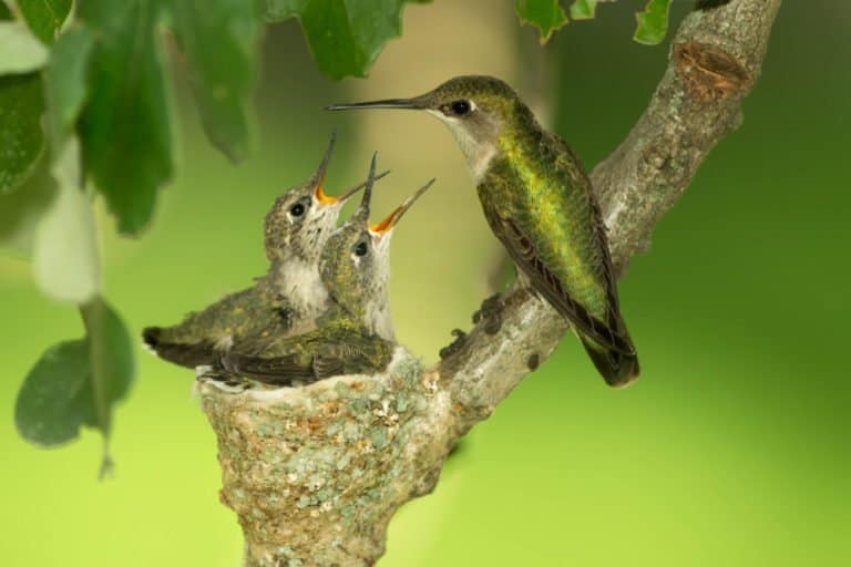 Hummingbird (Trochilidae) - with babies in nest