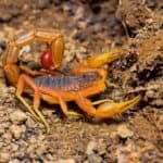 Indian Red Tail Scorpion, Saswad, Pune District, Maharashtra