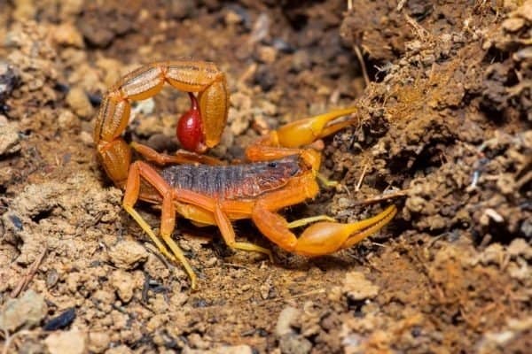 Indian Red Tail Scorpion, Saswad, Pune District, Maharashtra