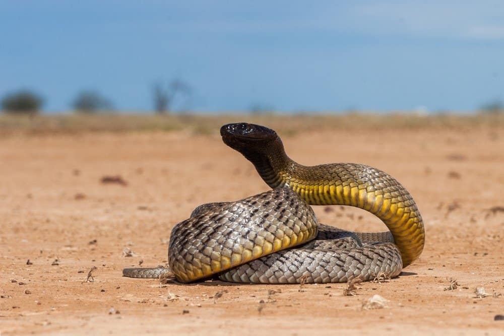 10 Most Venomous Animals - Outback Taipans in Attack Position