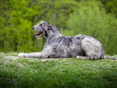 A Do Irish Wolfhounds Shed?