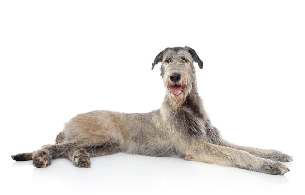 Isolated photo of the Irish Wolfhound