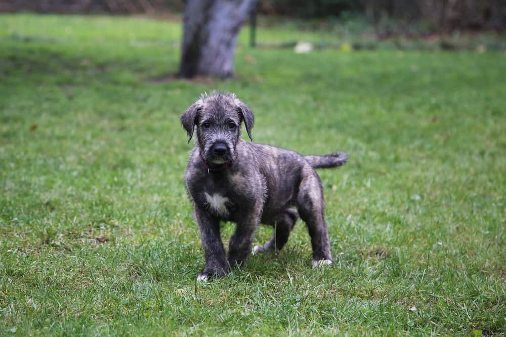 Irish Wolfhound (Canis familiaris) - irish wolfhound puppy