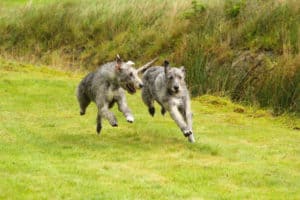 Do Irish Wolfhounds Shed?