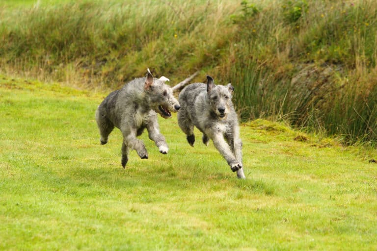Irish wolfhounds running