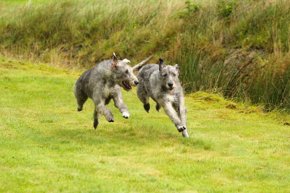 Scottish Deerhound vs Irish Wolfhound