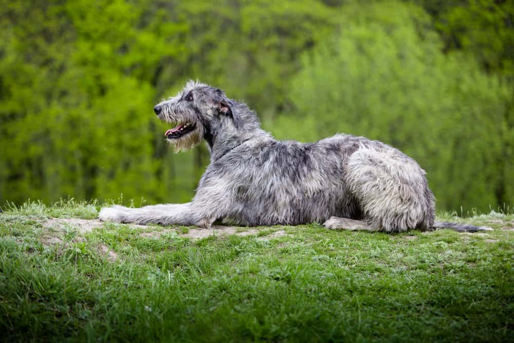 Irish Wolfhound (Canis familiaris) - irish wolfhounds on log