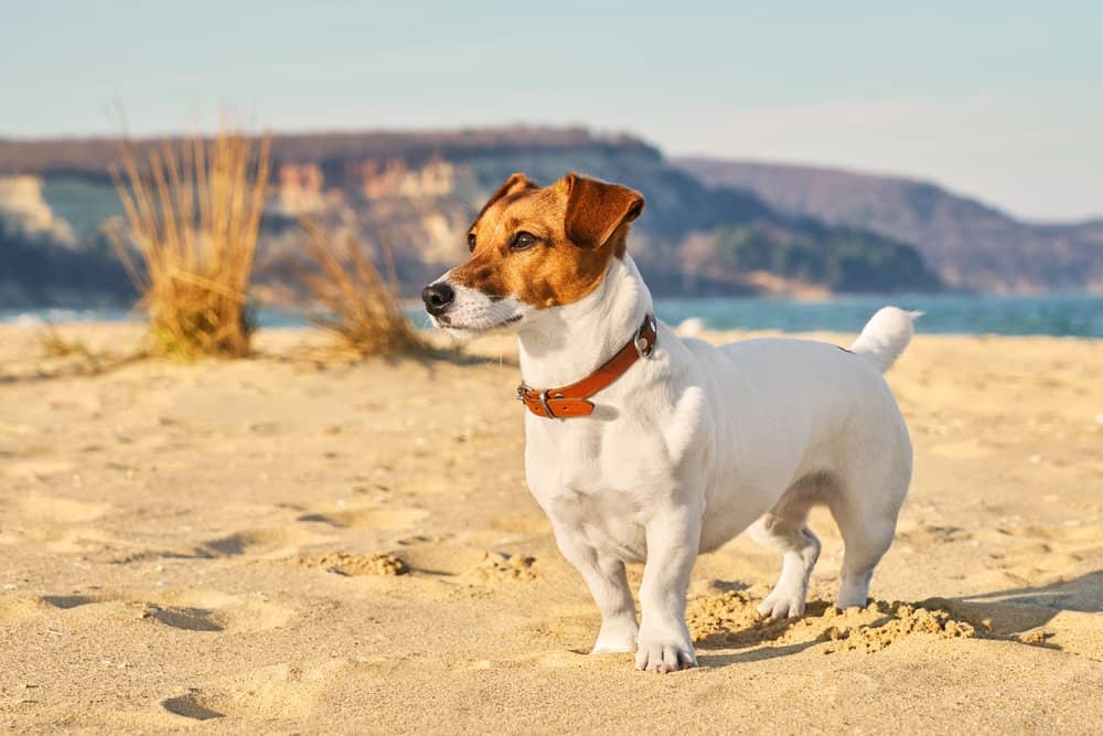 Jack Russel (Canis familiaris) - jack russell on beach