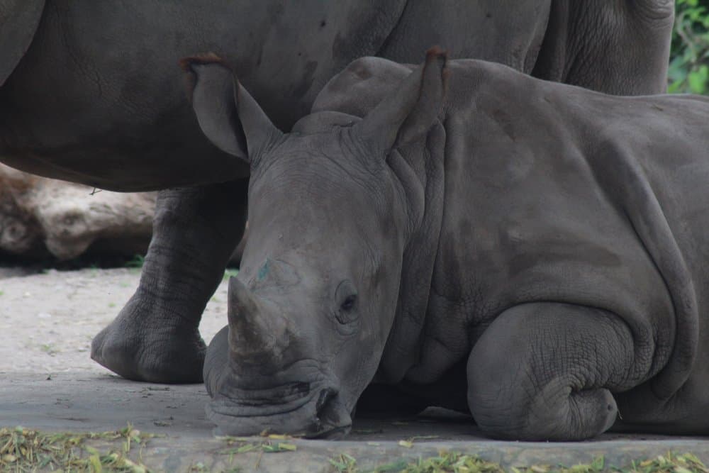 Javan Rhinoceros (Rhinoceros Sondaicus) - javan rhino baby