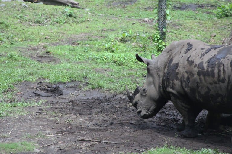 Javan Rhinoceros (Rhinoceros Sondaicus)