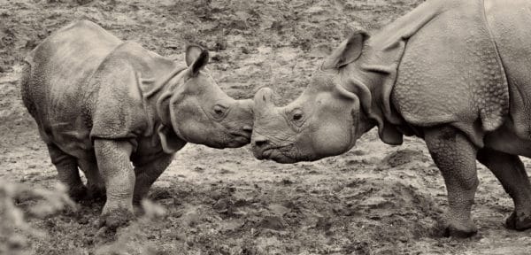 javan rhinoceros and baby