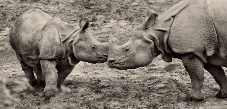 Javan Rhinoceros (Rhinoceros Sondaicus) - javan rhino with baby