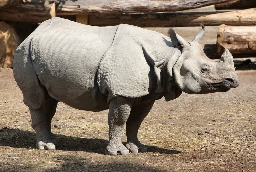 baby javan rhinoceros