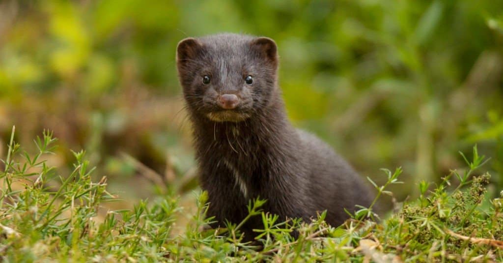 young American mink