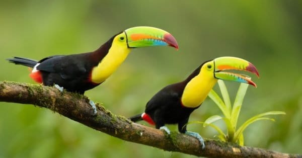 Keel-Billed Toucan - A-Z Animals