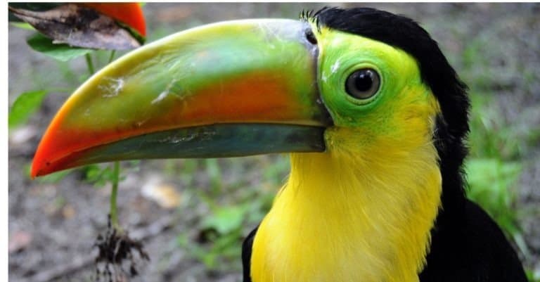 Keel-billed Toucan baby in rehabilitation when caught by hunters