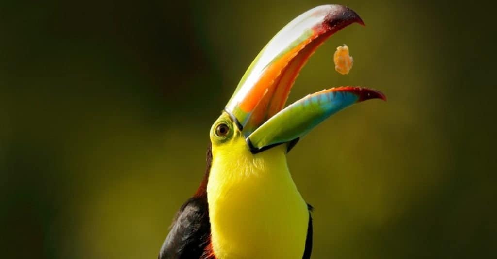 Keel-billed Toucan, Ramphastos sulfuratus, bird with big bill sitting on the branch in forest with fruit in beak, Boca Tapada, Laguna de Lagarto Lodge, Costa Rica.