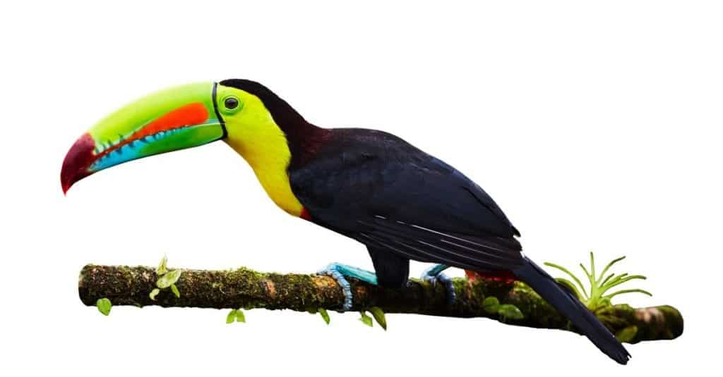 Portrait of Keel-billed Toucan (Ramphastus sulfuratus) perched on branch, isolated on white background